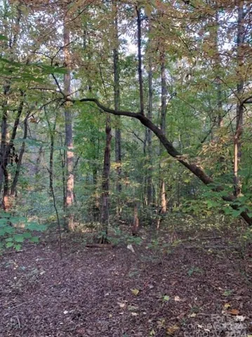a view of a forest filled with trees
