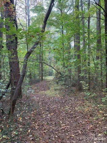 a view of a forest with trees