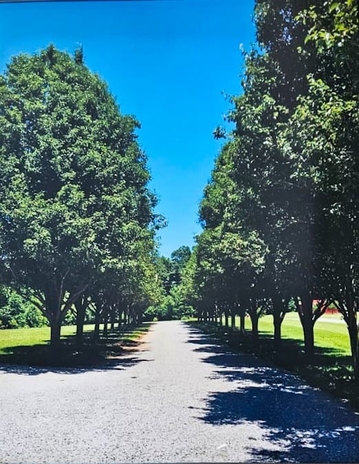 6689 East Benton Road Springfield, TN 37172 - Photo 41 of 44 a view of a street with a tree