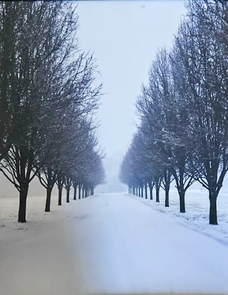 6689 East Benton Road Springfield, TN 37172 - Photo 43 of 44 a view of outdoor space with trees