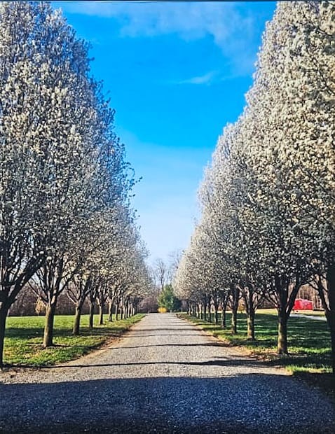 6689 East Benton Road Springfield, TN 37172 - Photo 44 of 44 a park view with large trees