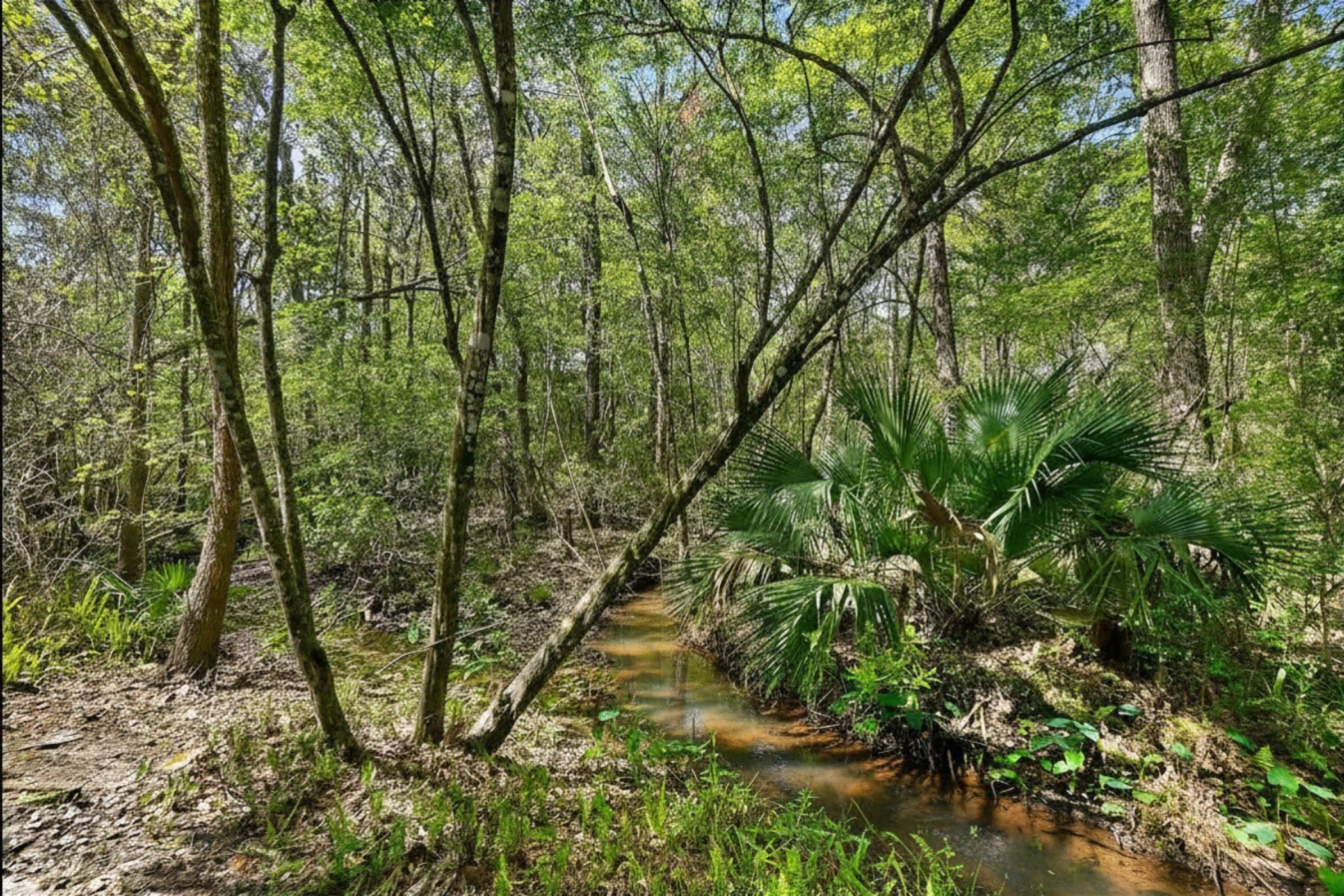 3253 Turtle Creek Road St. Augustine, FL 32086 - Photo 36 of 40 a view of forest