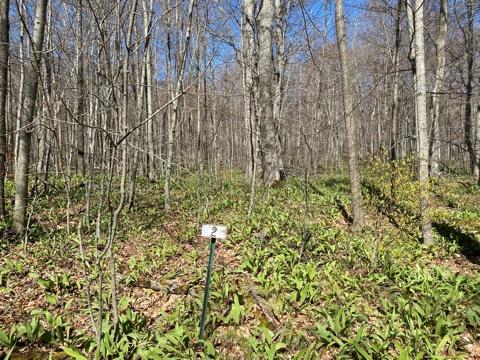 Lot 2 Garrett Bay Road Ellison Bay, WI 54210 - Photo 1 of 9