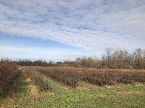 0 Browntown Road Bridgman, MI 49106 - Photo 2 of 4 Browntown Rd field