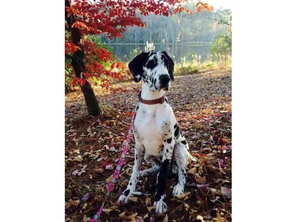 $1,945 | 50 Sentinel Court, Unit L08, Manchester, NH 03103