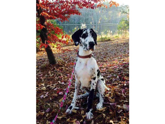 50 Sentinel Court, Unit L08 Manchester, NH 03103 - Photo 34 of 37