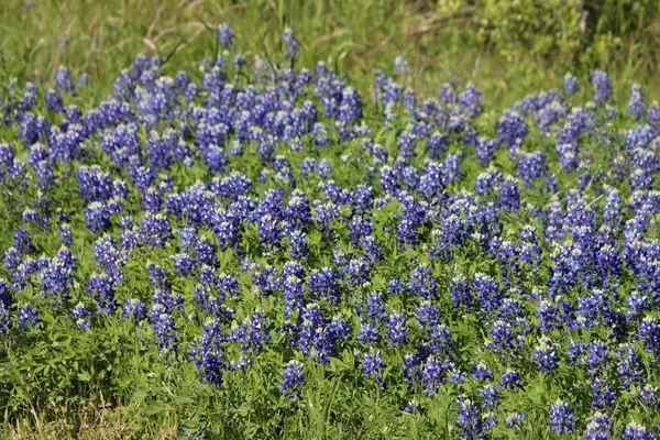 a picture of flowers