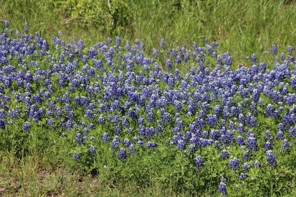 a picture of flowers