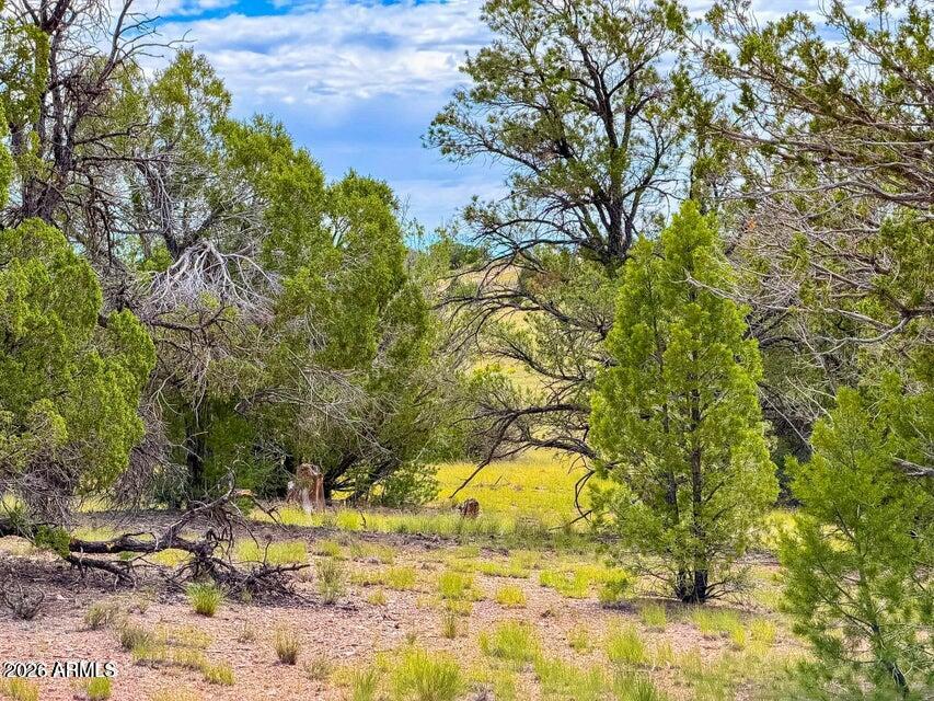 0 Dusty Rose Ranch Seligman, AZ 86337 - Photo 8 of 20 20260914065650891279000000-o