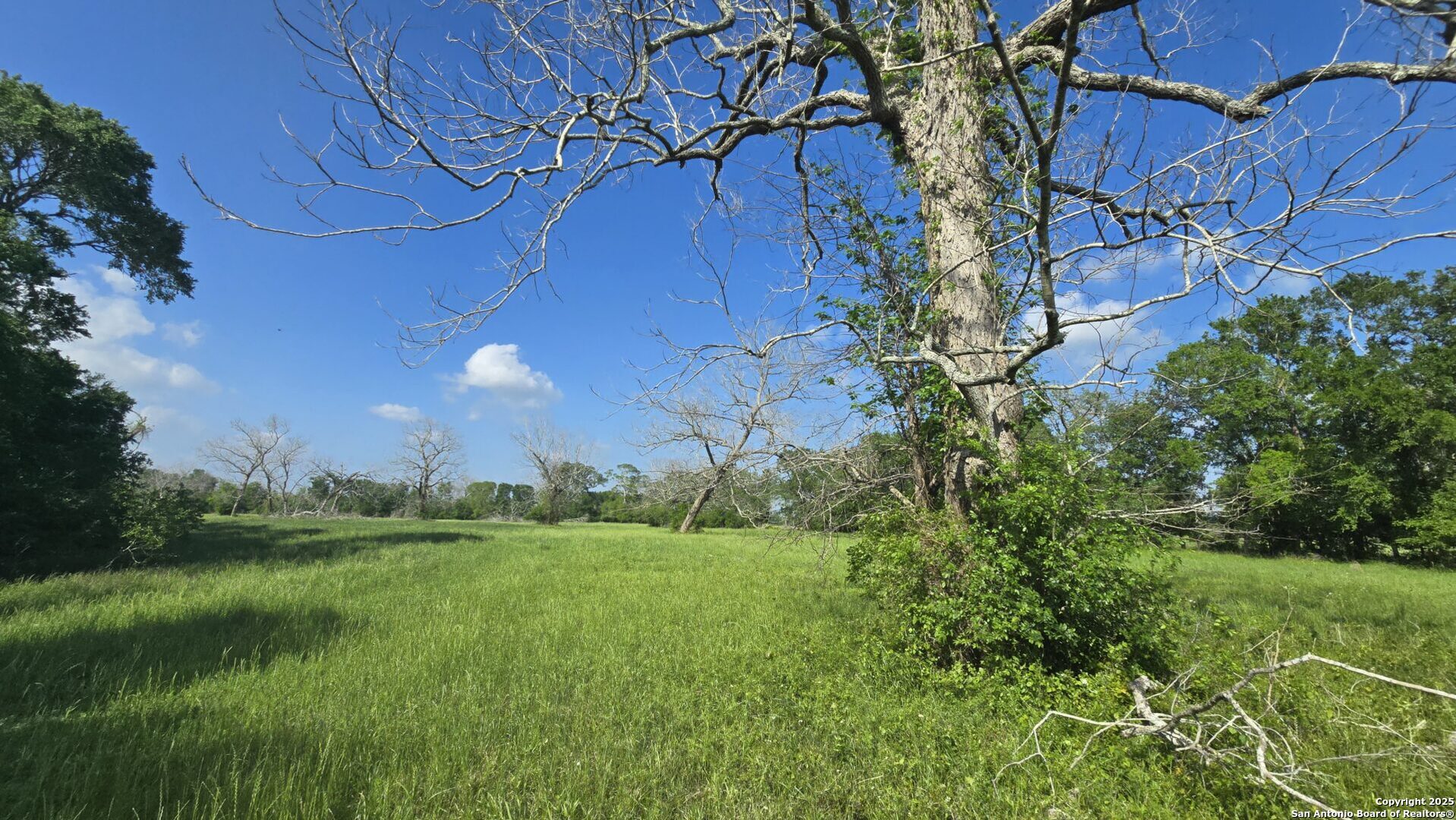 3780 County Road 257 Eagle Lake, TX 77434 - Photo 19 of 35 a view of a field with a tree