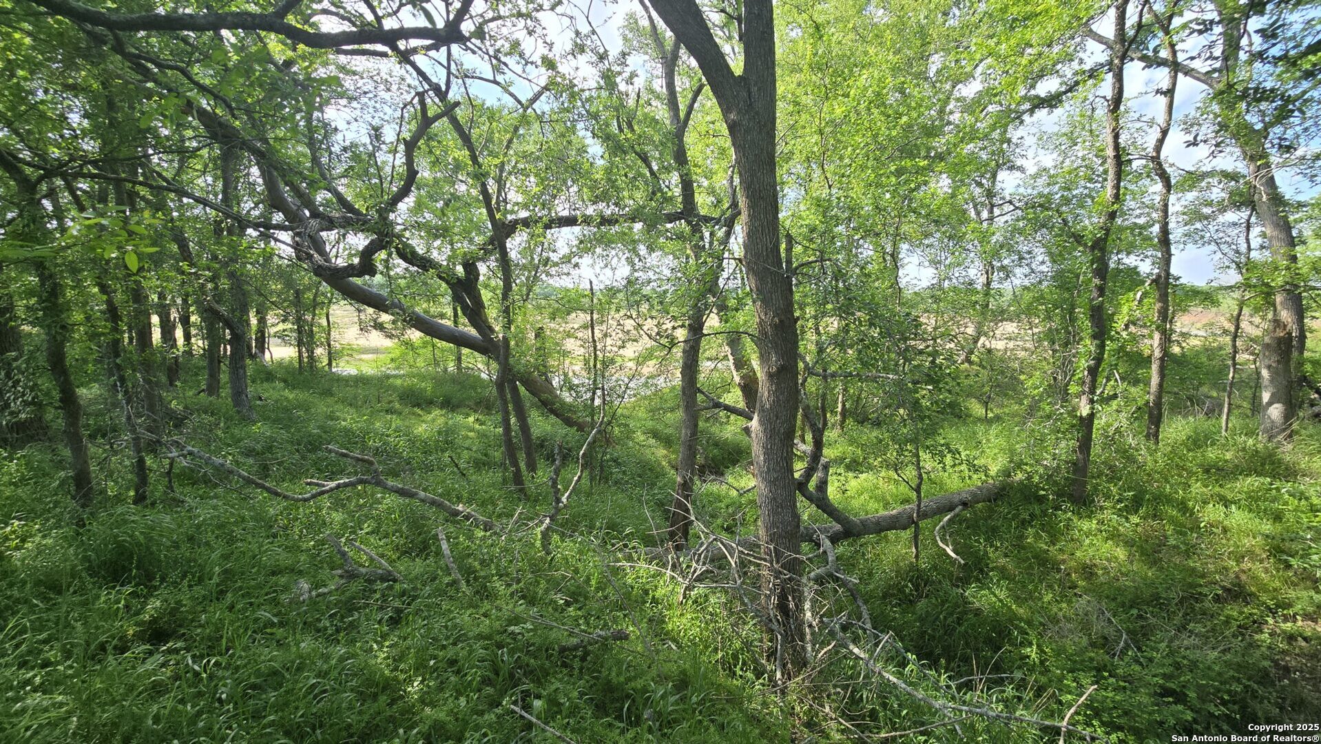 3780 County Road 257 Eagle Lake, TX 77434 - Photo 20 of 35 a view of forest
