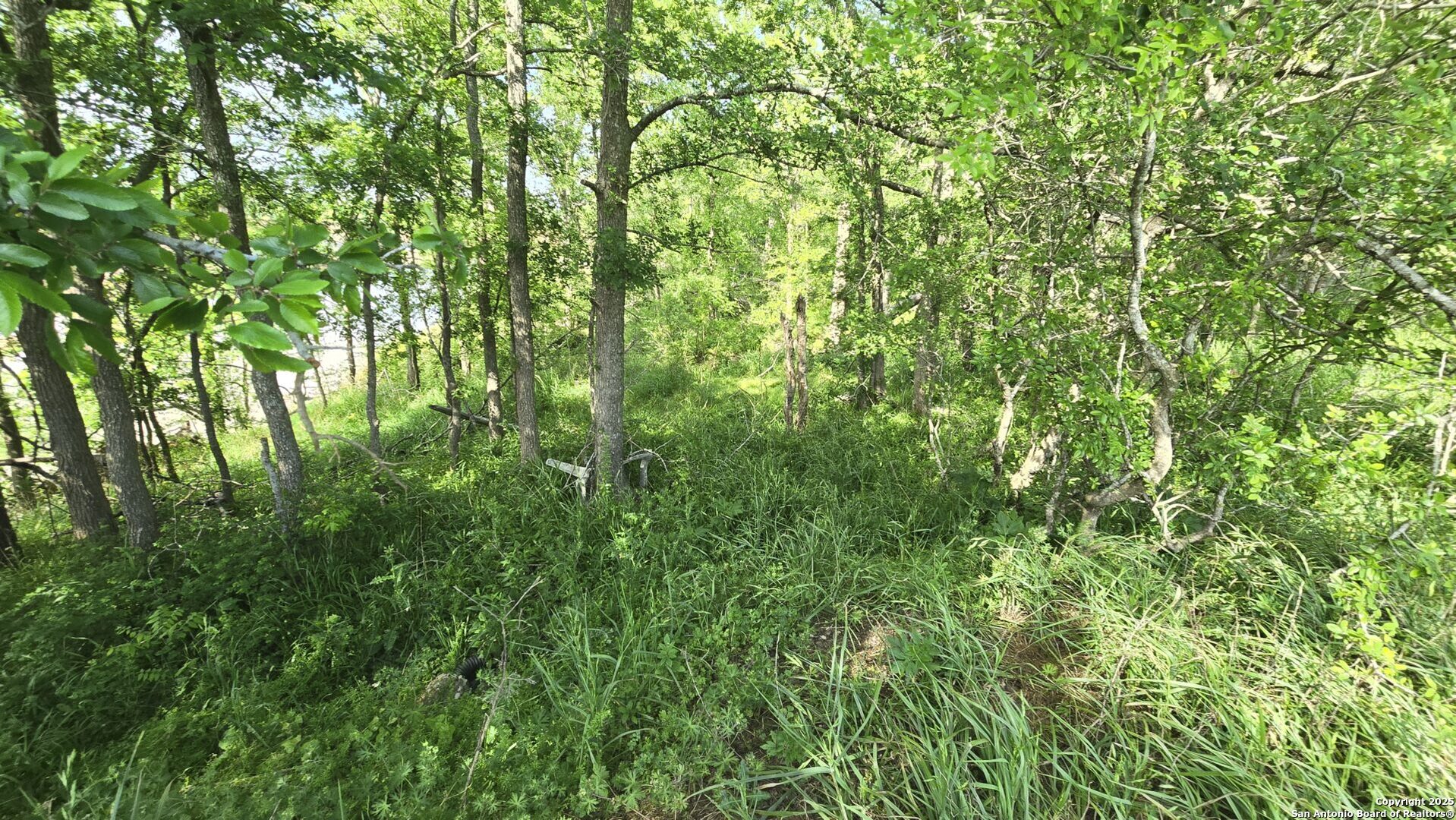 3780 County Road 257 Eagle Lake, TX 77434 - Photo 22 of 35 a view of a lush green forest