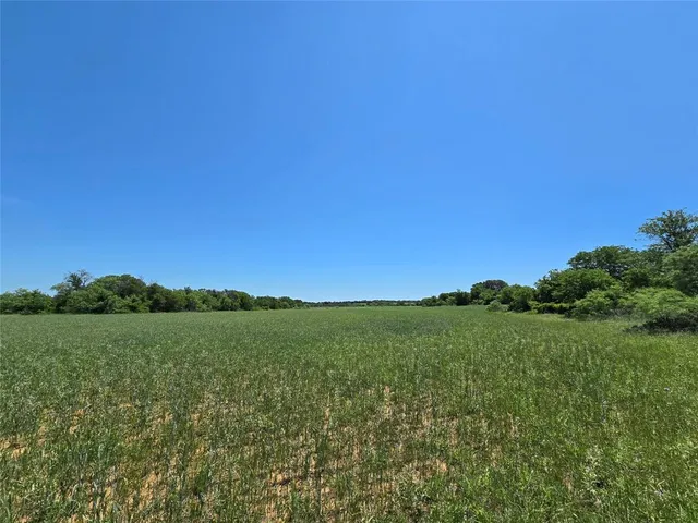 a view of a green field with plants and large trees