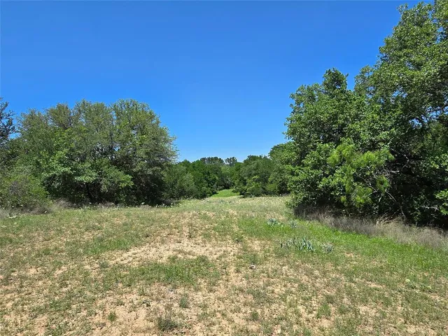 a view of a forest with a tree