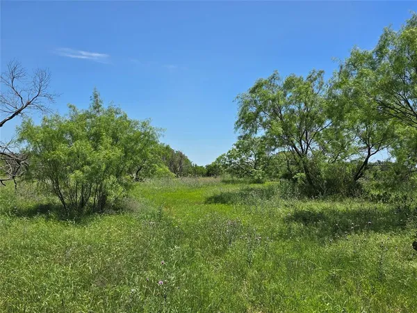 a view of a lush green space