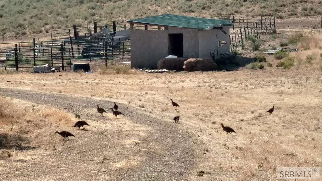 1981 Blizzard Mountain Road Arco, ID 83213 - Photo 31 of 38