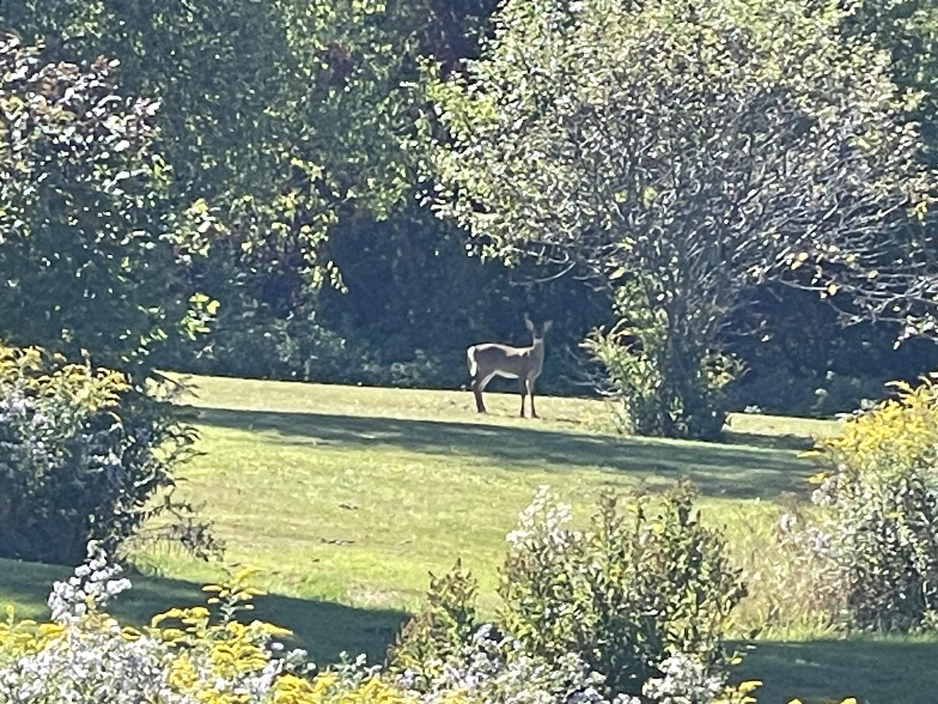 364 Lucier Farm Road Jay, VT 05859 - Photo 31 of 52