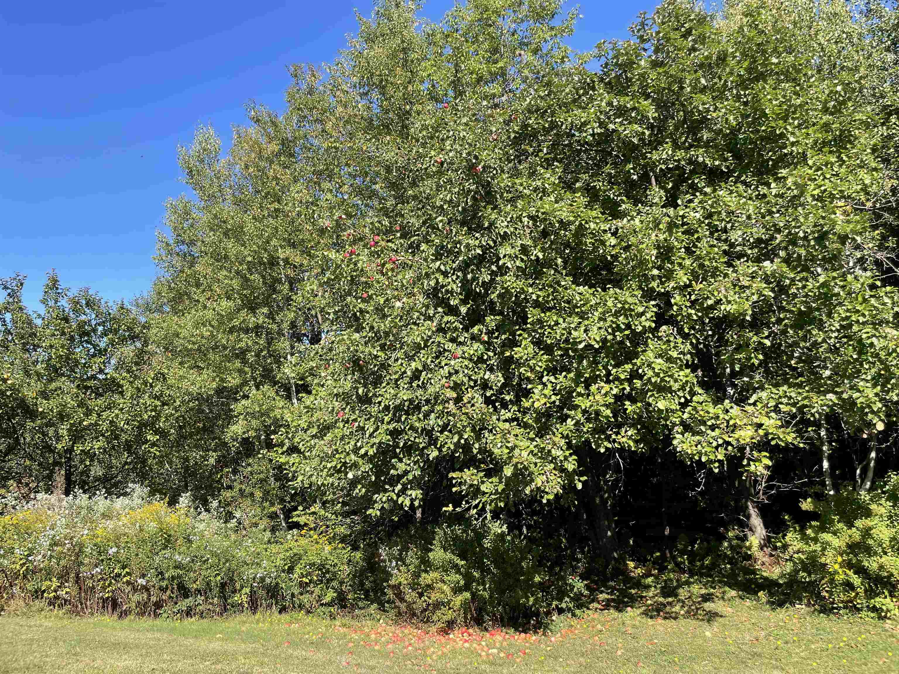 364 Lucier Farm Road Jay, VT 05859 - Photo 33 of 52