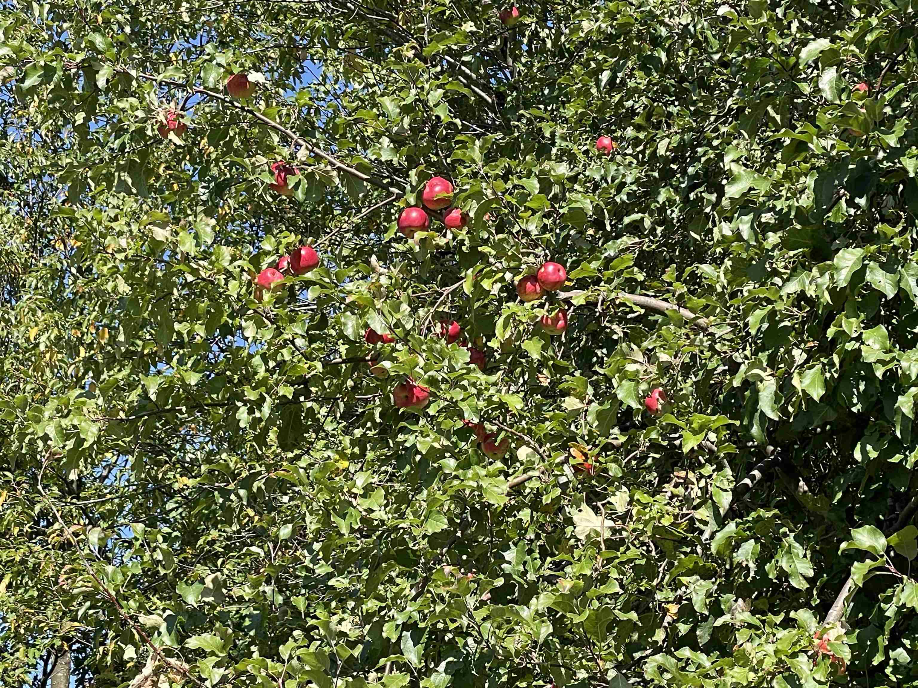 364 Lucier Farm Road Jay, VT 05859 - Photo 34 of 52