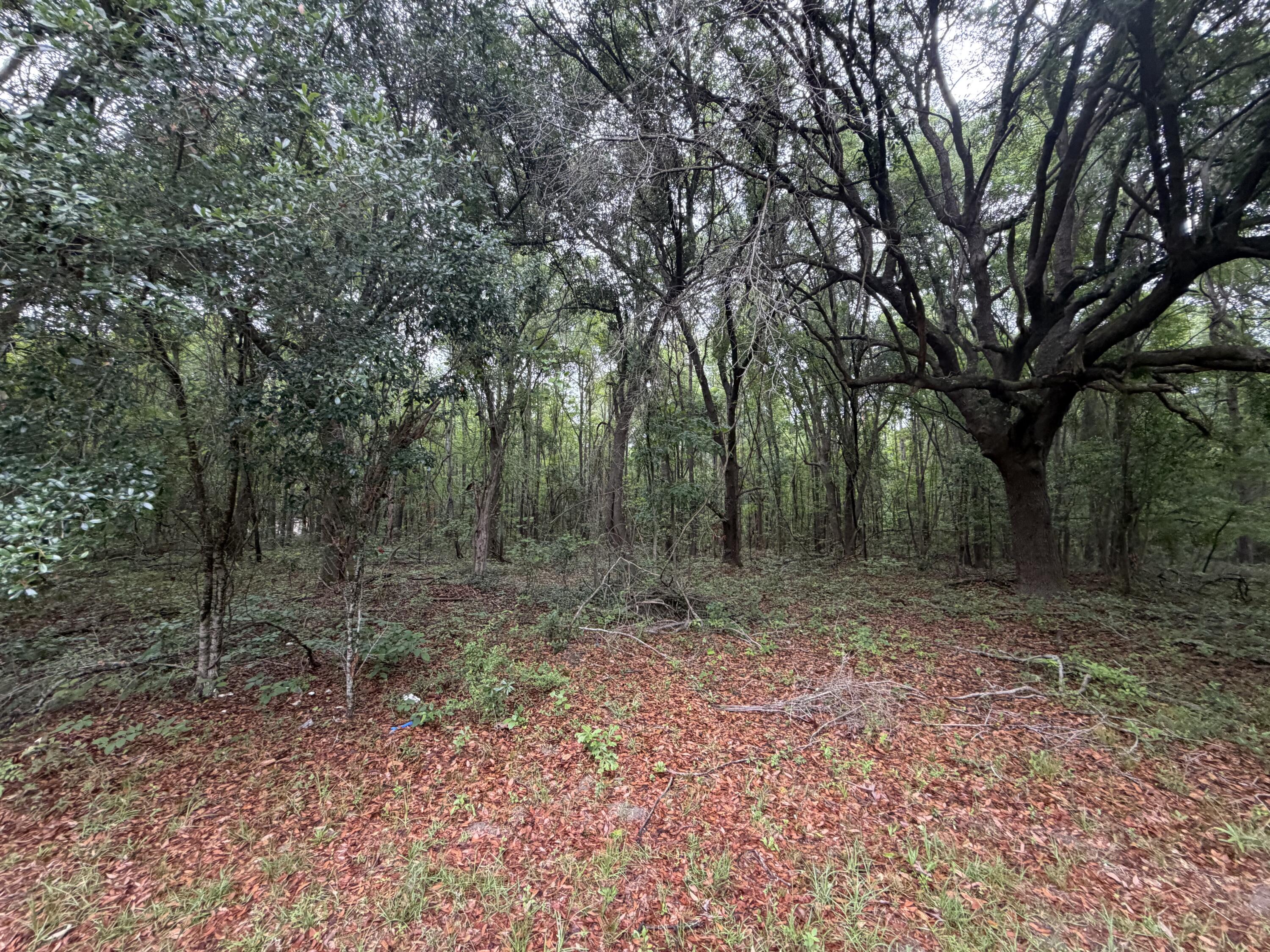 6541 June Burn Road Manning, SC 29102 - Photo 6 of 19