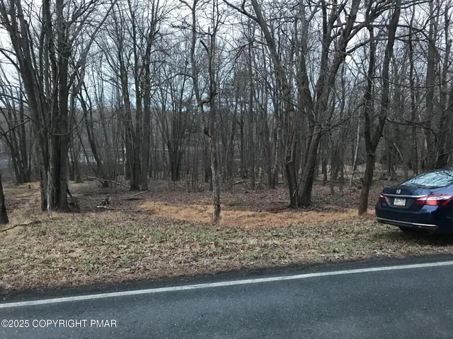 a view of a forest filled with trees