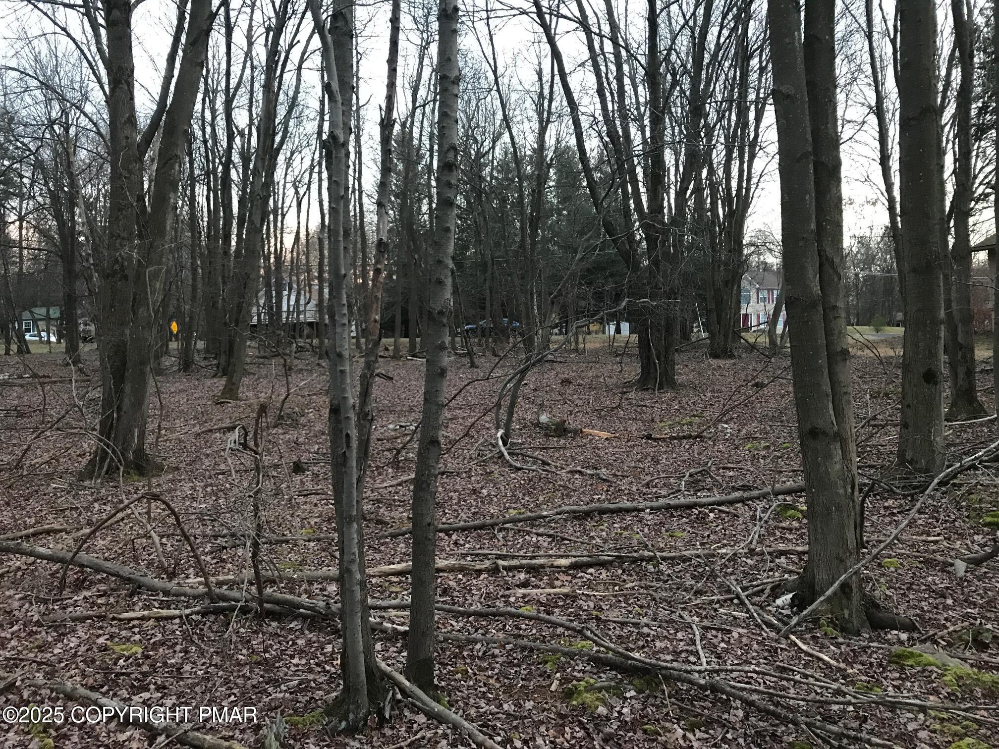 119 Mountain Road Albrightsville, PA 18210 - Photo 8 of 18 a view of a forest filled with trees