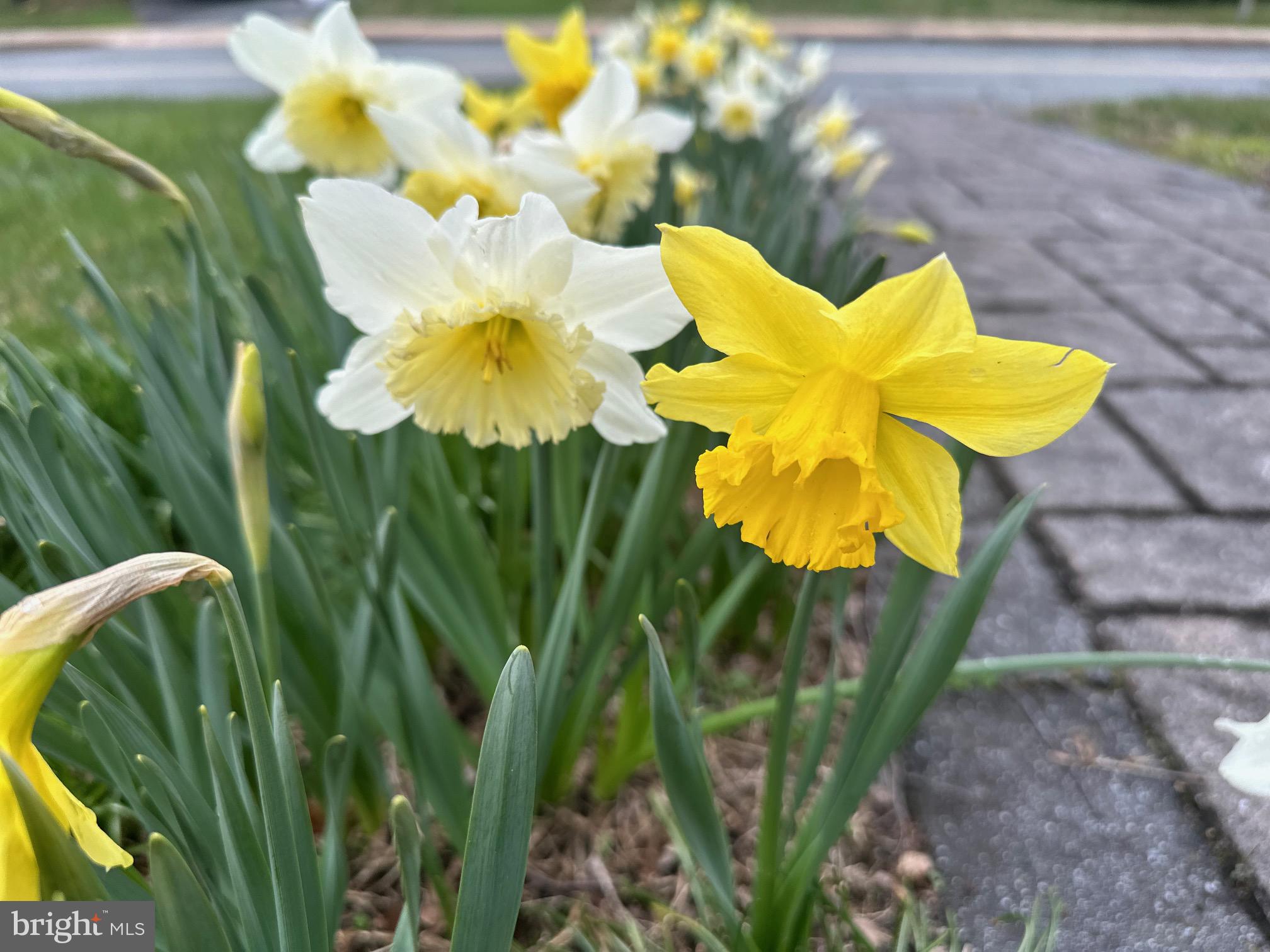 22 Pogue Avenue Rising Sun, MD 21911 - Photo 2 of 2 Spring's vibrant daffodil display.