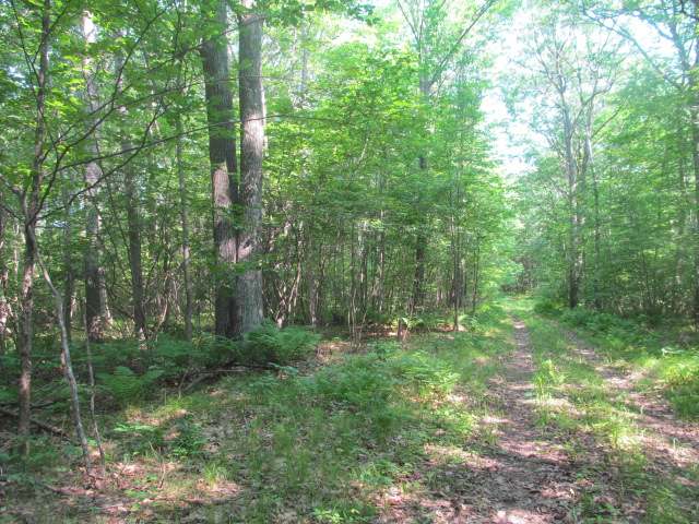 On Bluebird Road, Unit 484 ACRES Athelstane, WI 54104 - Photo 2 of 18 Gallery Image 2