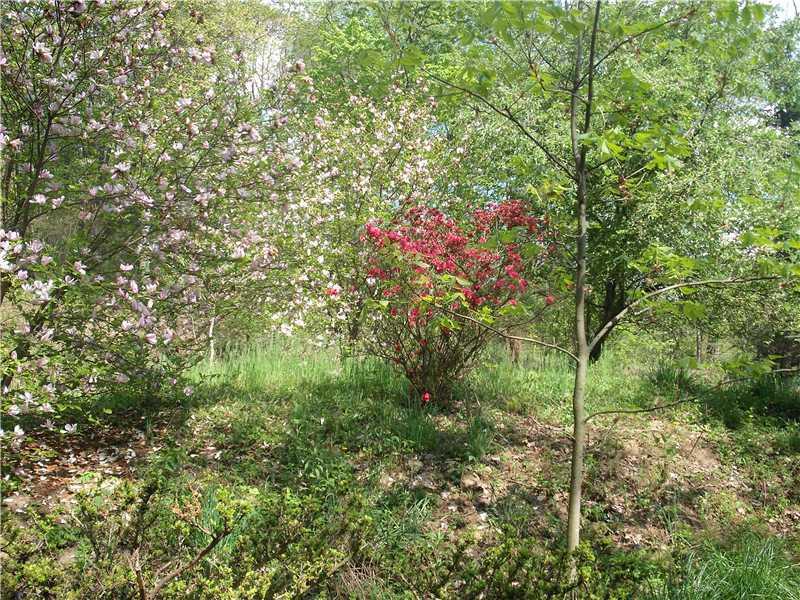 Yard/Garden. 