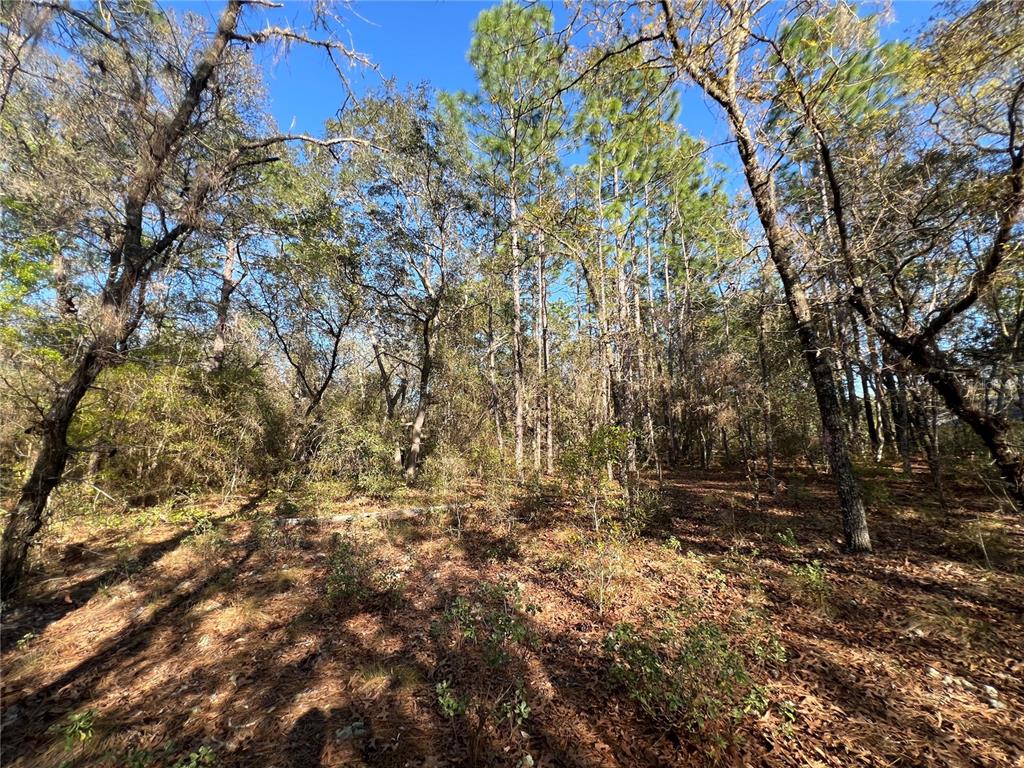 3968 North Indianhead Road Hernando, FL 34442 - Photo 3 of 8