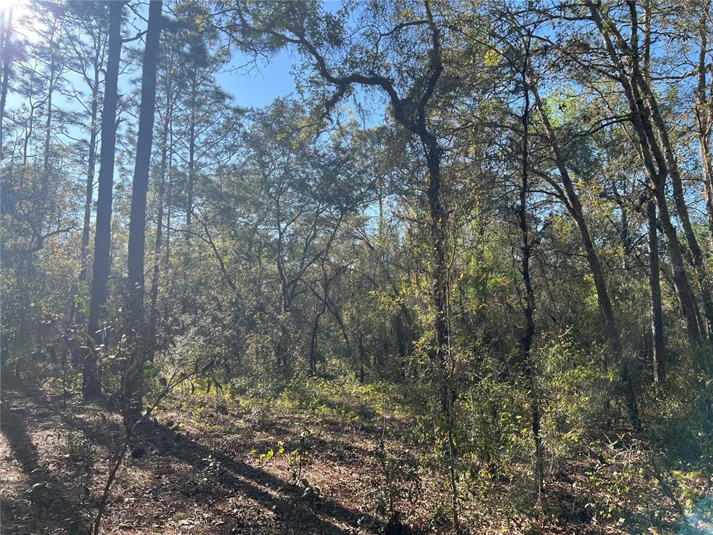 3968 North Indianhead Road Hernando, FL 34442 - Photo 4 of 8