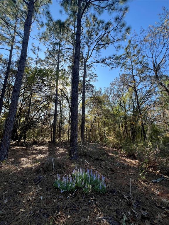 3968 North Indianhead Road Hernando, FL 34442 - Photo 5 of 8