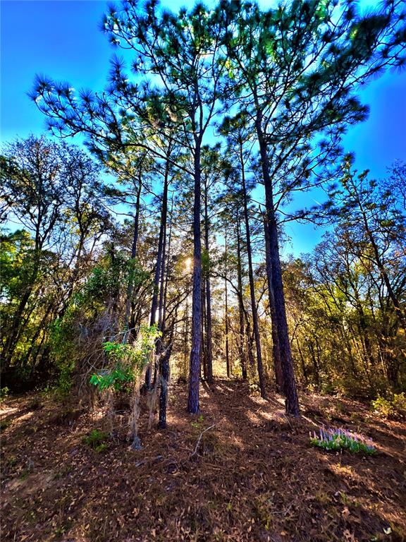 3968 North Indianhead Road Hernando, FL 34442 - Photo 6 of 8