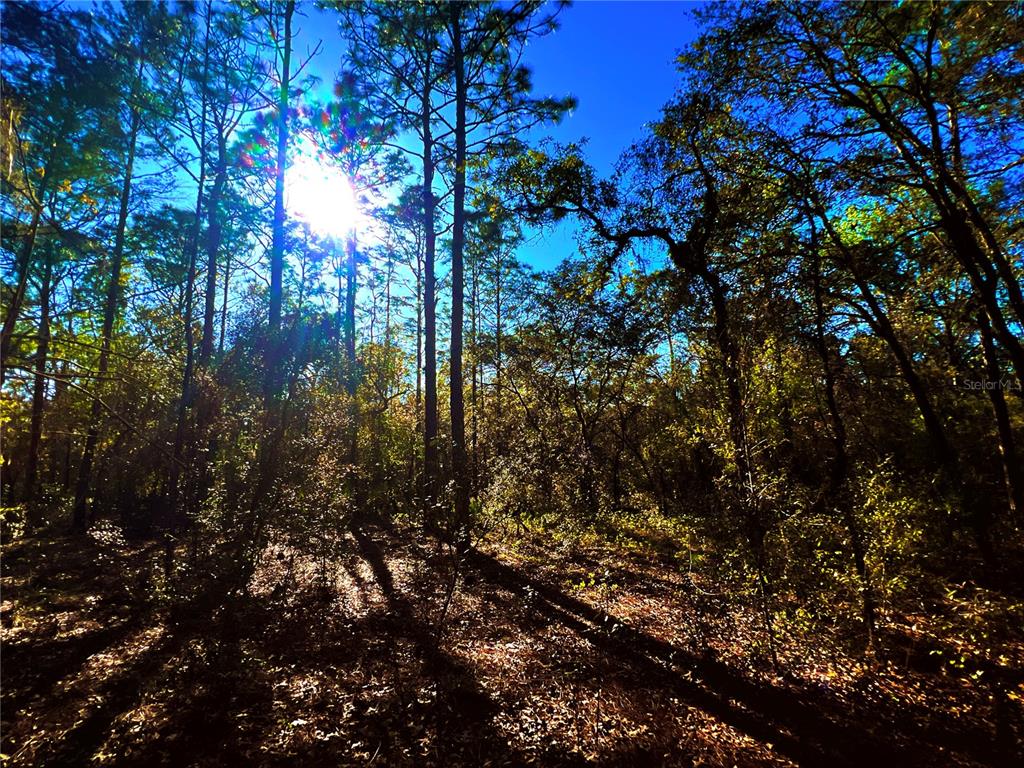 3968 North Indianhead Road Hernando, FL 34442 - Photo 8 of 8