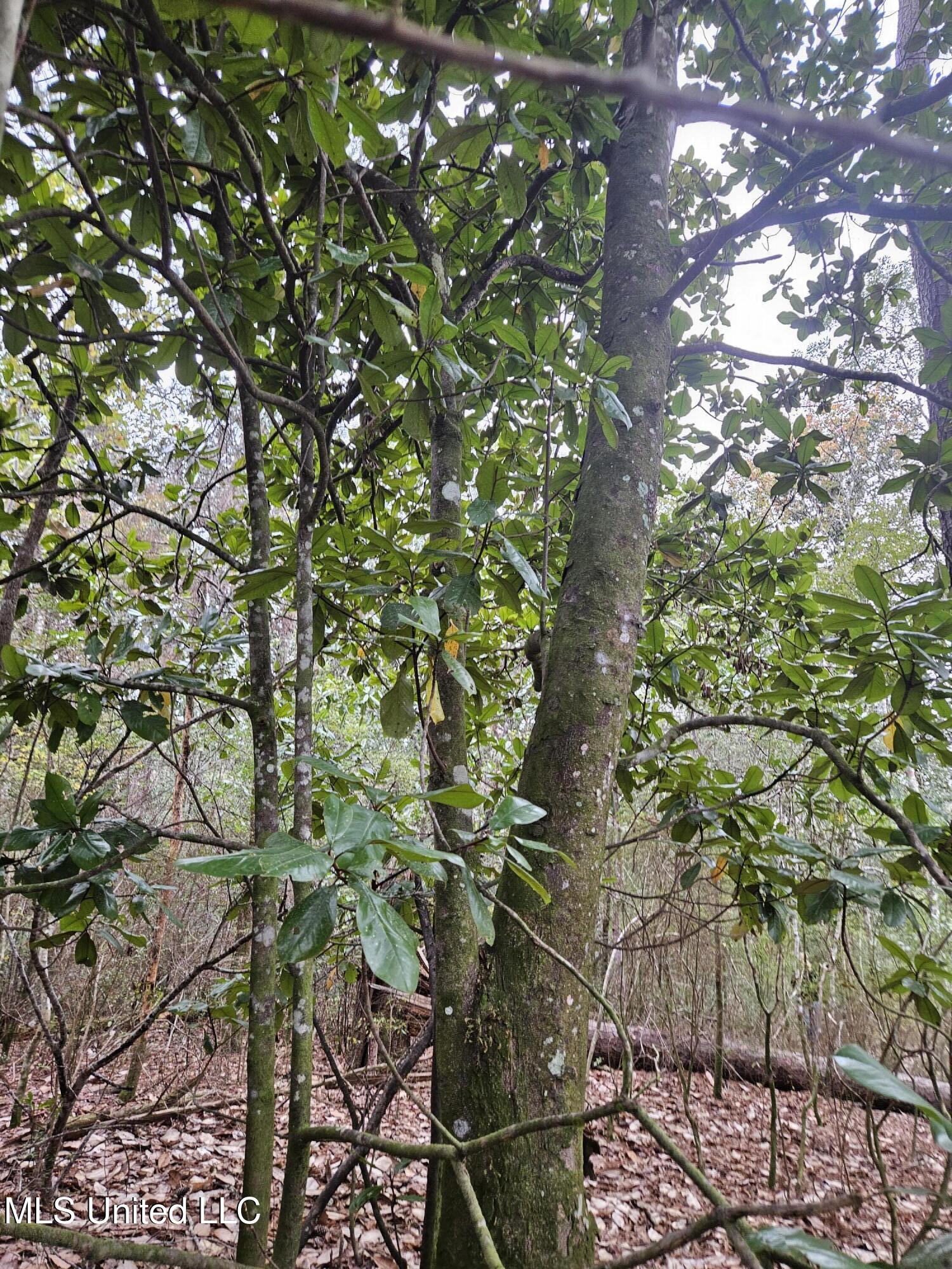 0 River Road Biloxi, MS 39532 - Photo 9 of 10 20241127_112110