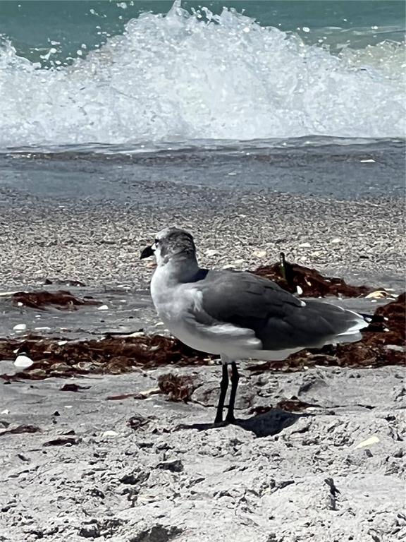 418 Cerromar Court, Unit 261 Venice, FL 34293 - Photo 64 of 76