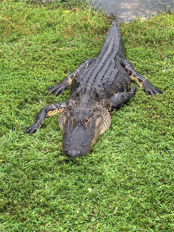 418 Cerromar Court, Unit 261 Venice, FL 34293 - Photo 71 of 76 a view of a garden with a pathway