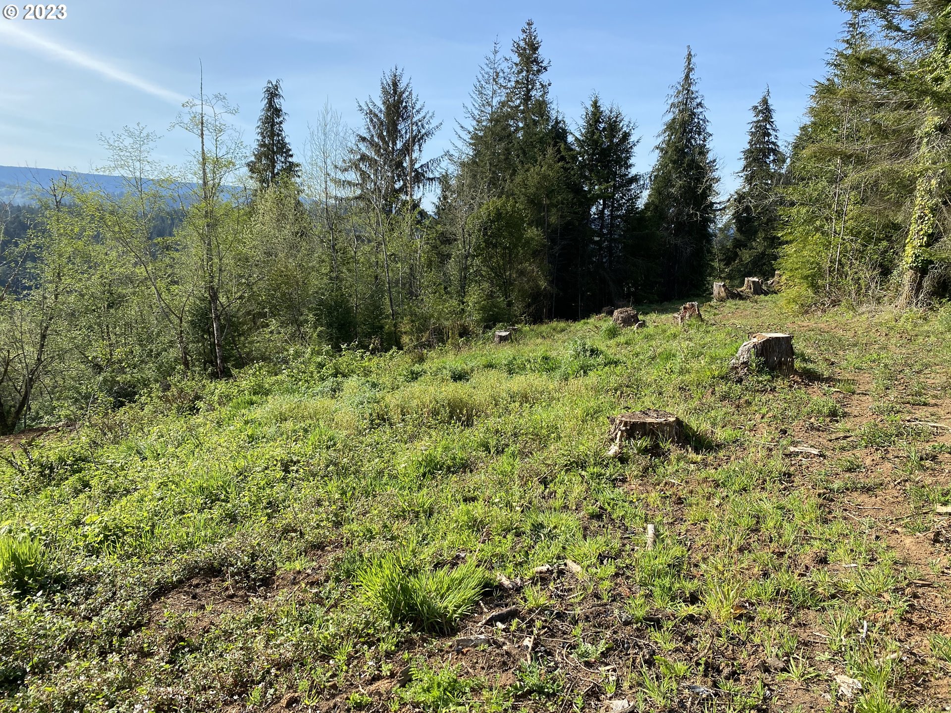 0 Isthmus Heights Road Coos Bay, OR 97420 - Photo 7 of 16 a view of a yard with large trees