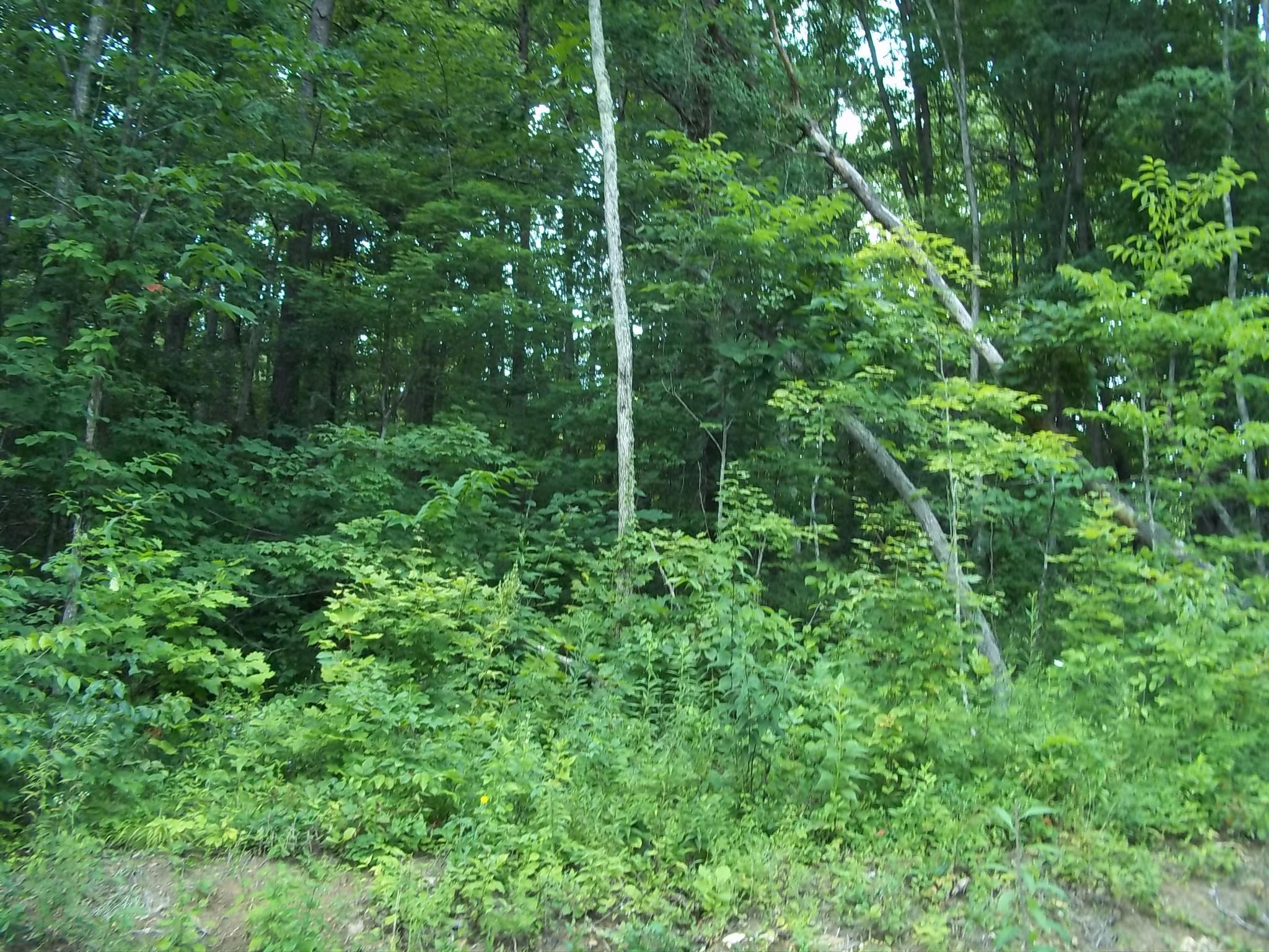1105 Garland Road Burnside, KY 42519 - Photo 13 of 17 100_1039
