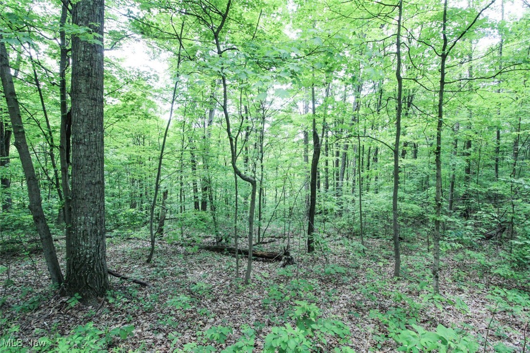 19 Zion Ridge Road Marietta, OH 45750 - Photo 4 of 19 View of nature