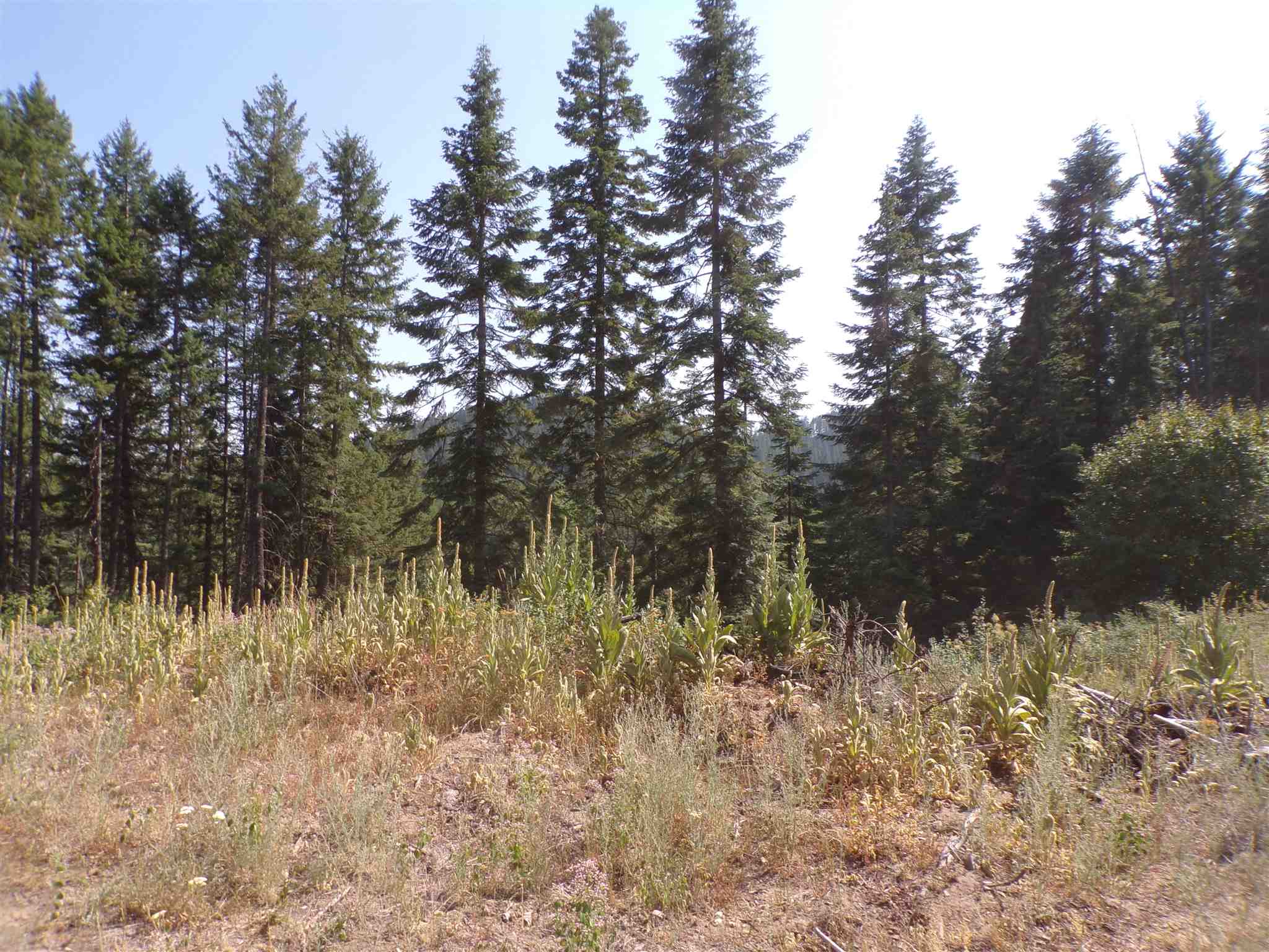 4 Bead Lake Road Newport, WA 99156 - Photo 11 of 33 Gallery Image 11