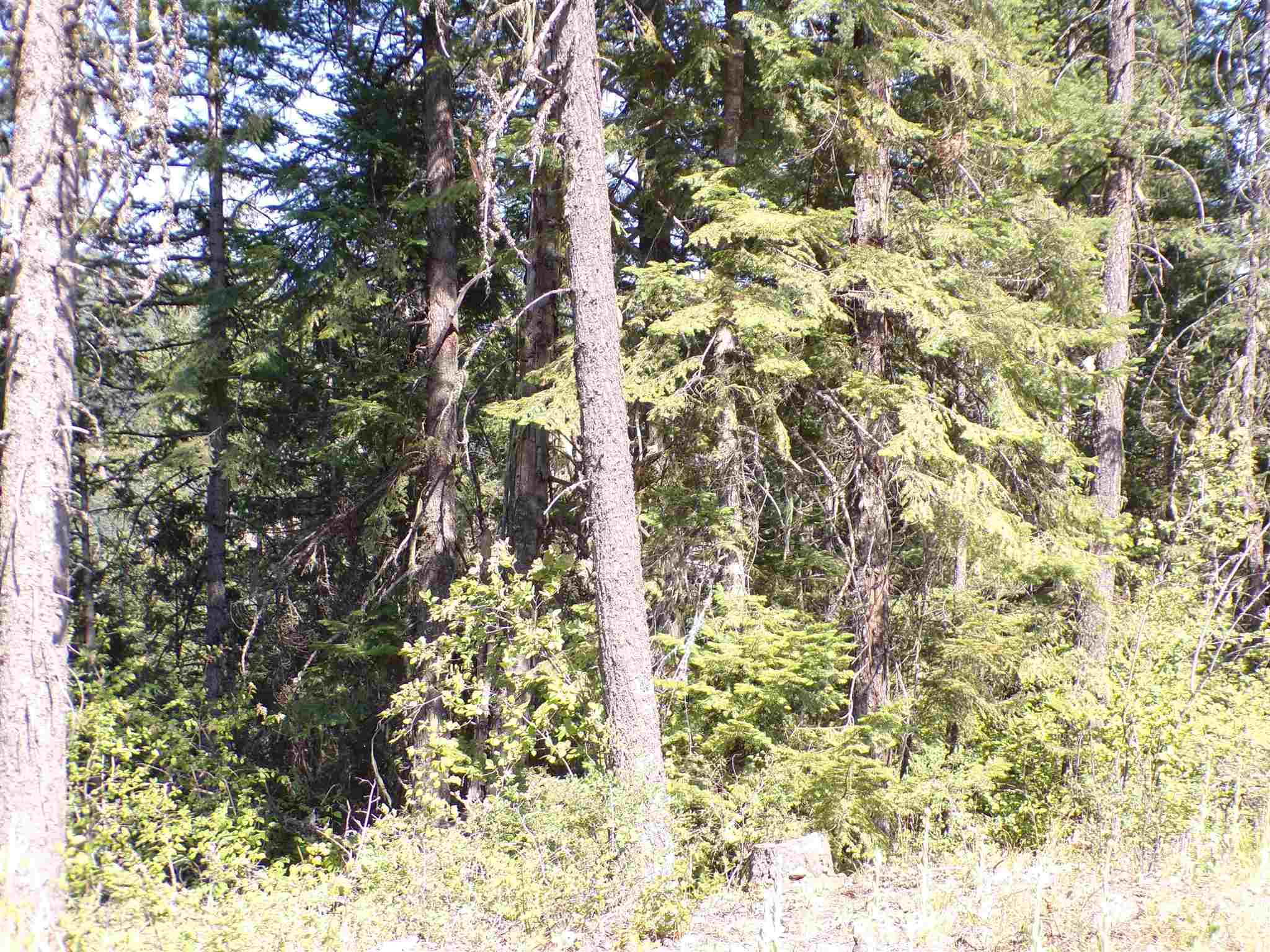 4 Bead Lake Road Newport, WA 99156 - Photo 12 of 33 Gallery Image 12