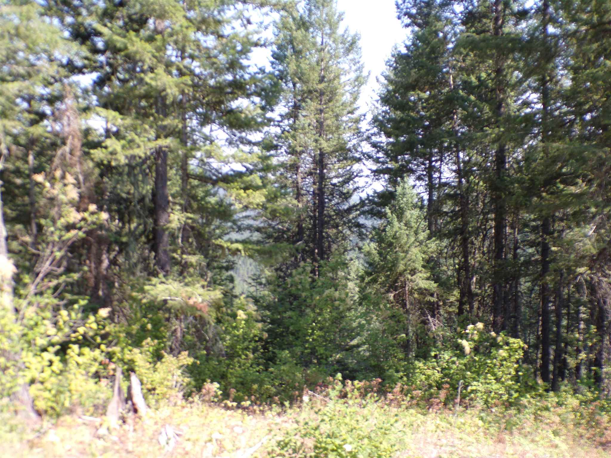 4 Bead Lake Road Newport, WA 99156 - Photo 14 of 33 Gallery Image 14