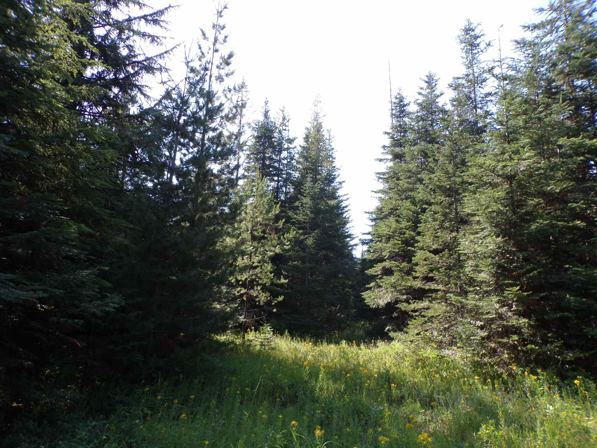 4 Bead Lake Road Newport, WA 99156 - Photo 18 of 33 Gallery Image 18