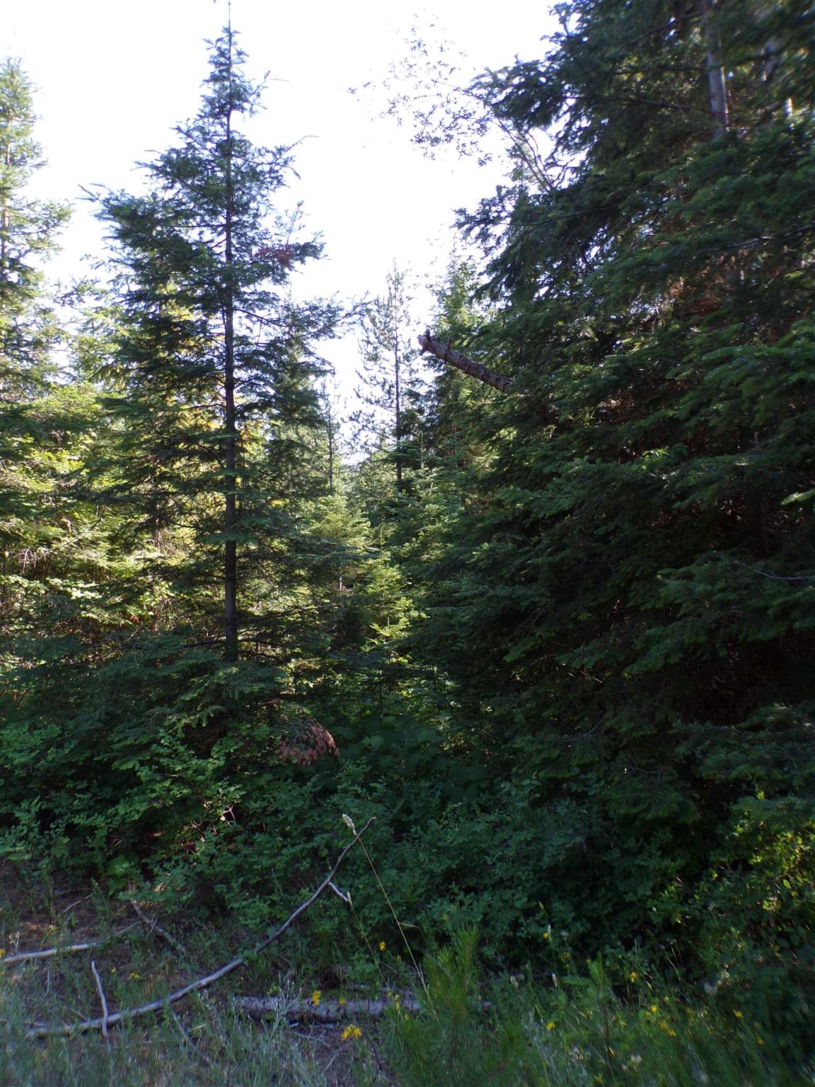 4 Bead Lake Road Newport, WA 99156 - Photo 33 of 33 Gallery Image 33