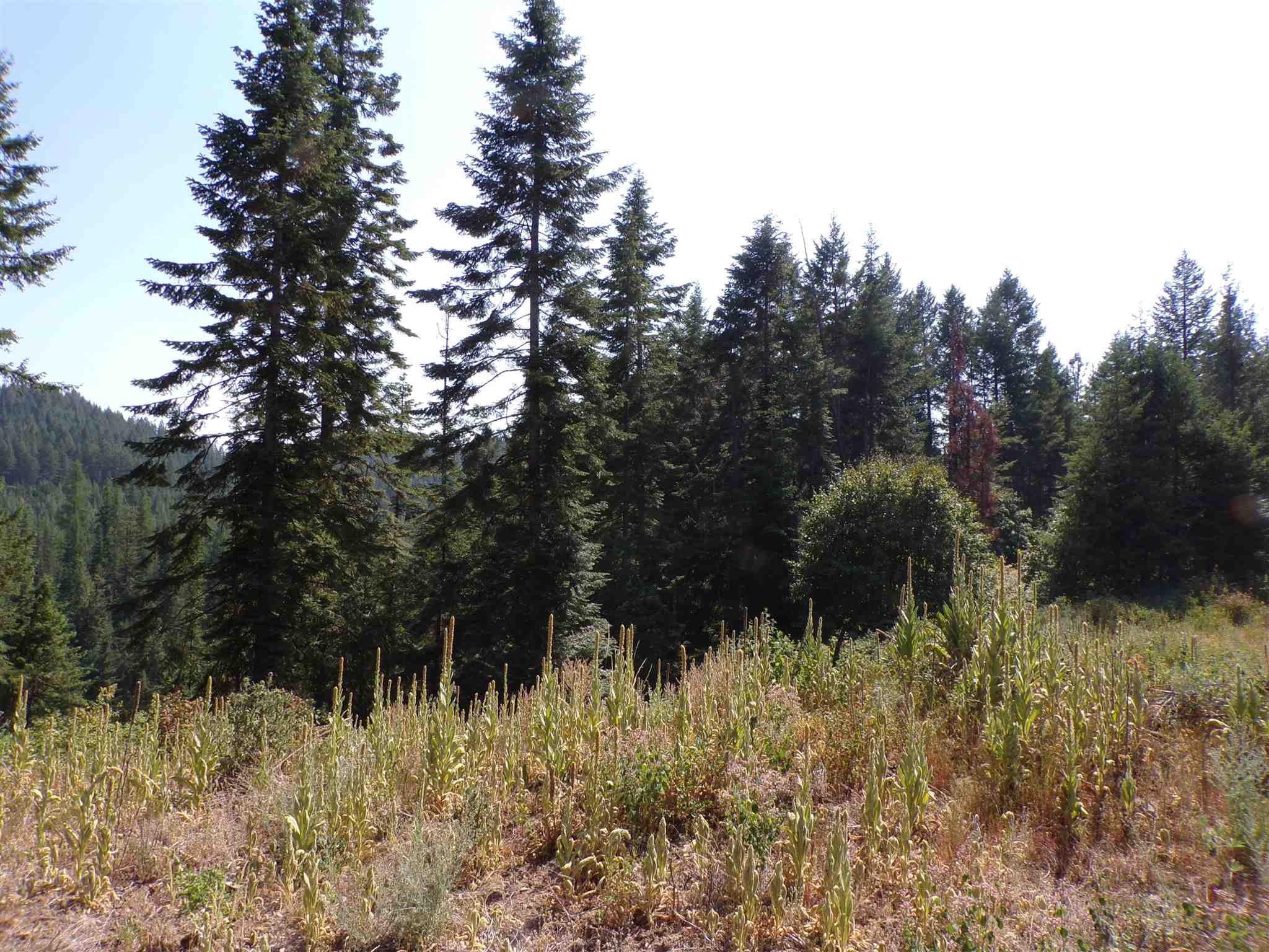 4 Bead Lake Road Newport, WA 99156 - Photo 6 of 33 Gallery Image 6