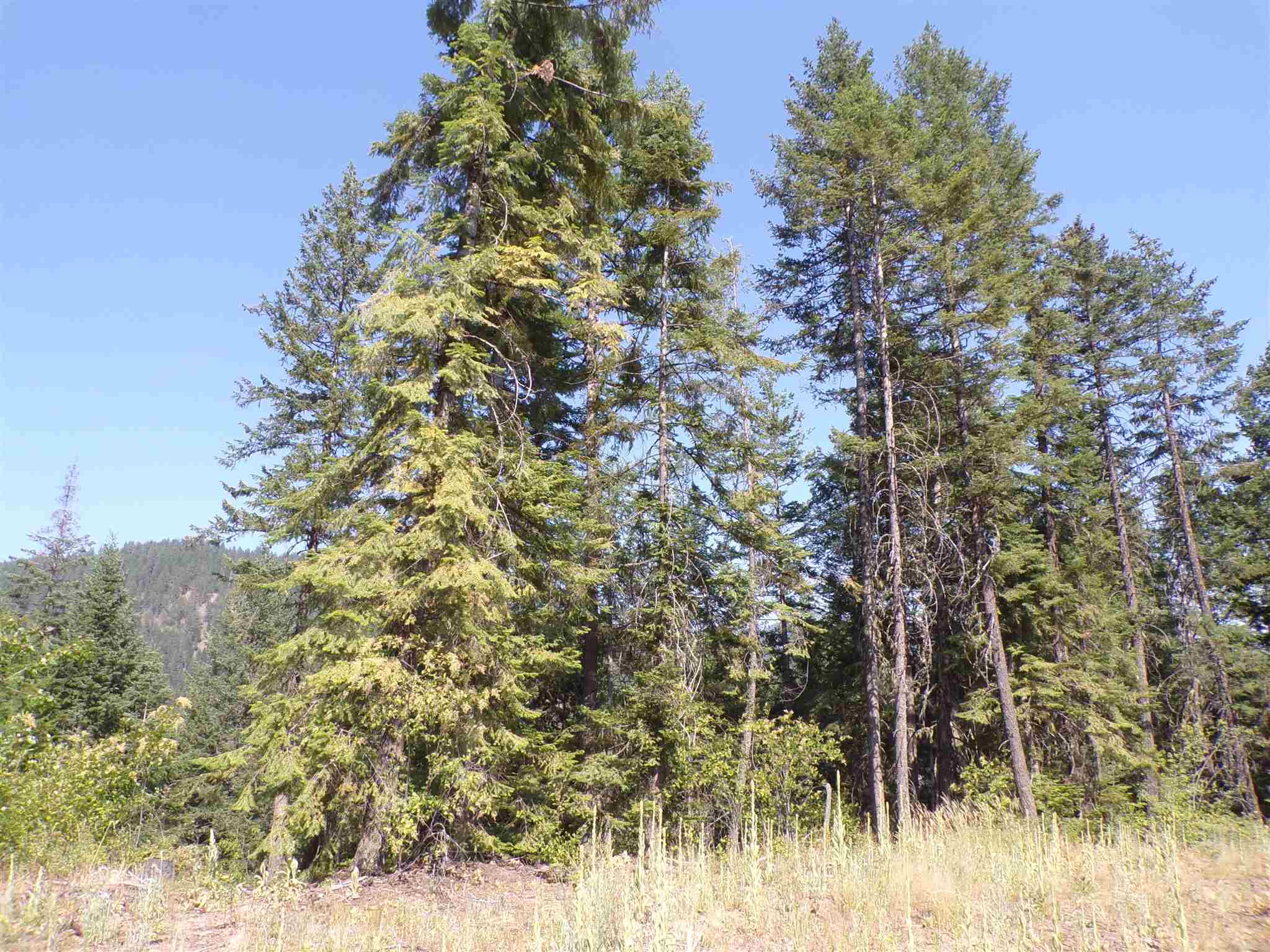 4 Bead Lake Road Newport, WA 99156 - Photo 8 of 33 Gallery Image 8