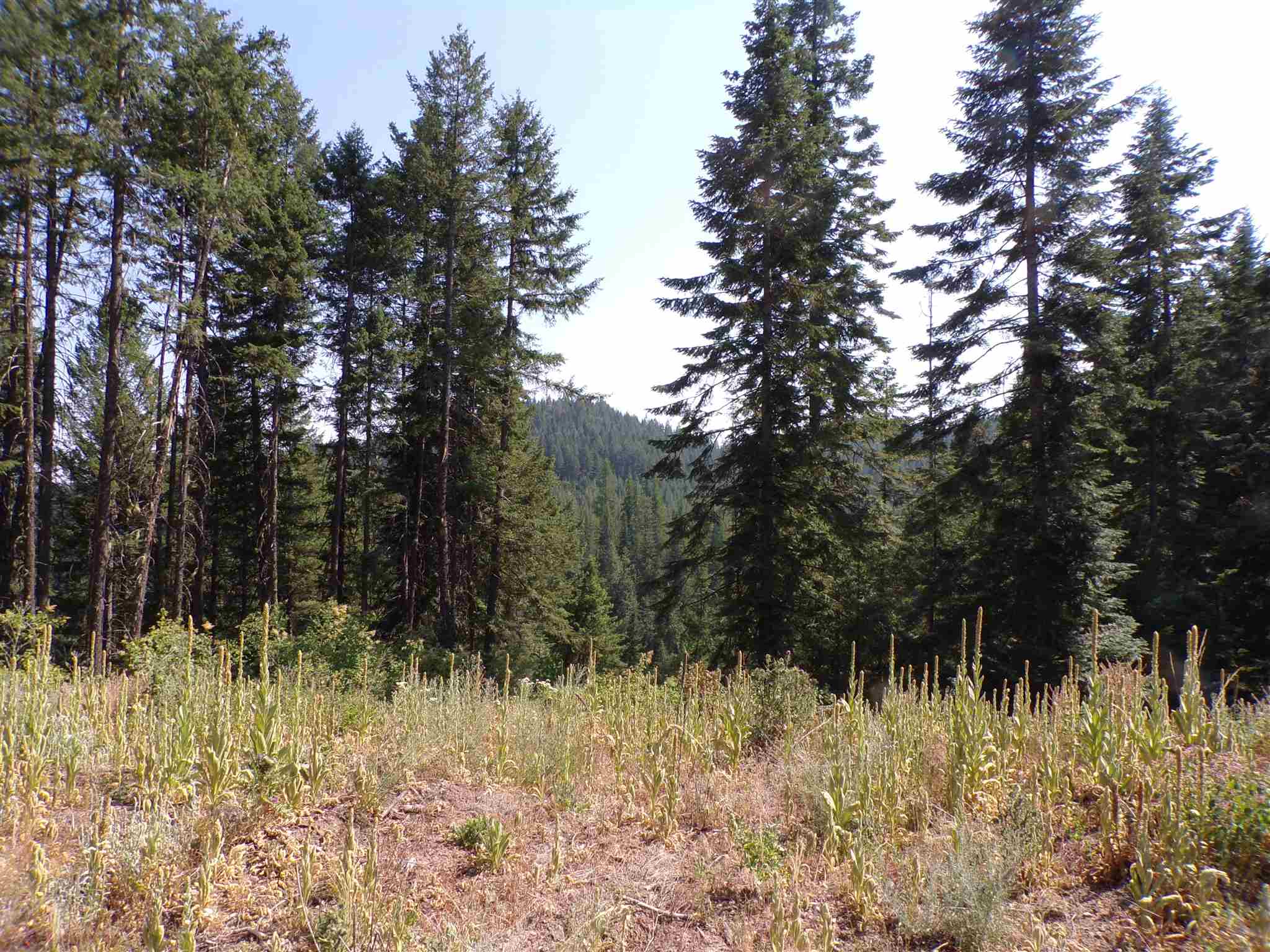 4 Bead Lake Road Newport, WA 99156 - Photo 9 of 33 Gallery Image 9