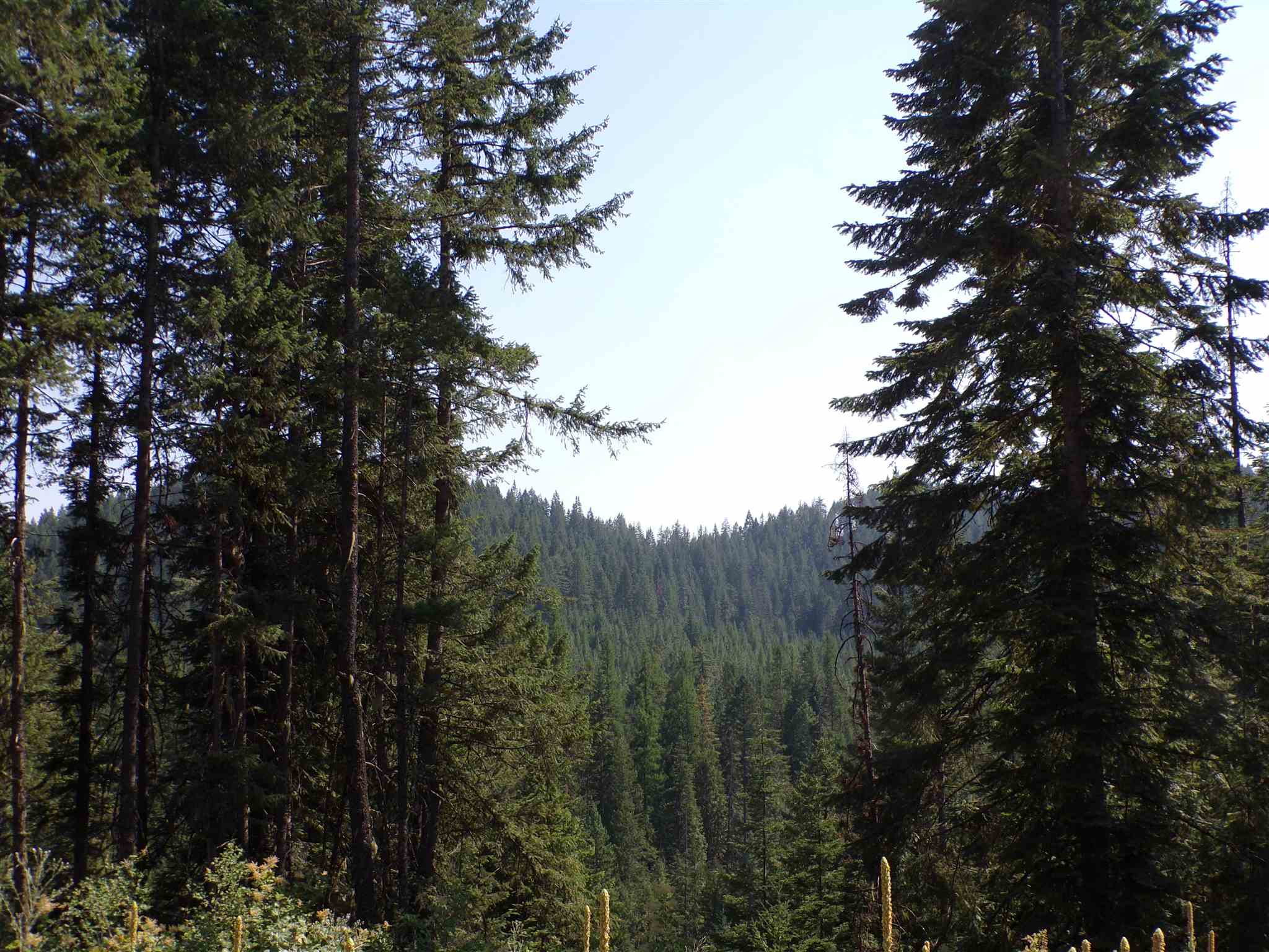 4 Bead Lake Road Newport, WA 99156 - Photo 10 of 33 Gallery Image 10