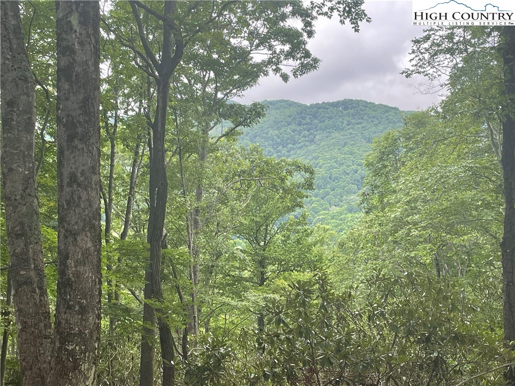 43 Glen Forest Drive Boone, NC 28607 - Photo 3 of 16 a view of a green yard with lots of bushes